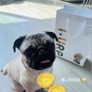 댕댕이를 위한 크리스마스간식 만들기 | [부산 펫푸드] 강아지 간식 만들기 클래스 솔직후기