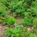 봉삼약초농장 이미지