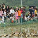 풍년오리 이미지