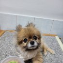 브라보 마이펫 | 강아지 화식 추천 수제화식 브라보마이펫 복덩이의 리얼 급여 후기