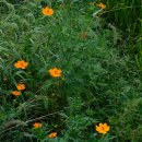 들국화 펜션 이미지