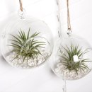 플랜테리어 홈가드닝 이미지