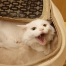 묘한호텔 네이버블로그