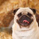 데이즈동물의료센터 이미지