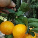 총각농장 이미지