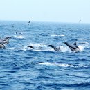 창작고래 이미지