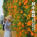 한강화장실 뚝섬17 화장실 | 뚝섬한강공원 능소화 폭포 개화상황 6월 17일, 지금 거의 만개! 서울 여름꽃 명소 추천