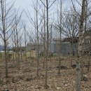 은행나무농장 이미지