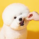 대전애견미용학원