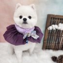 복이네도그살롱 이미지