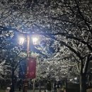 이마트24 세종대기숙사점 | [수원] 경희대 국제캠퍼스_ 경희랜드 벚꽃 스팟 추천 (26.04.05 기준)