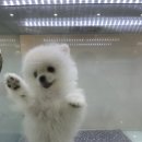 도그 인 시티 이미지