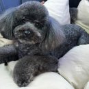 예쁘댕냥 이미지