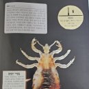 카피루스 이미지