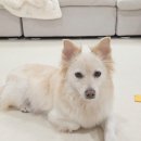 탑애견 | 노령견 필수템 강아지 간 애견영양제 아나포유 옥스탑 급여 후기