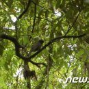 [힐링여행]싱그러운 5월 숲내음 가득한 곳, 제주 곶자왈 도립공원 이미지