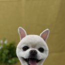 펫 아지트 이미지