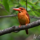 고목나무 이미지