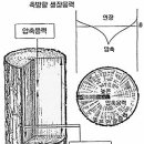 심재와 변재 가운데 어느 것이 더 좋은 목재인가? 이미지