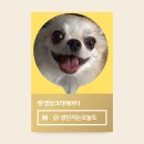 강아지 황태채 D&amp;C : 괜히 개보양이라고 하는게 아니라개!