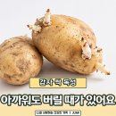 감자싹, 고구마싹으로 화분농사 짓는다 이미지