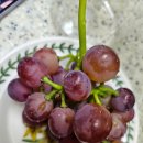 시일농장 이미지