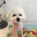 소풍애견미용 이미지