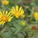 그린위드(주) 이미지