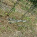 은행농장 이미지