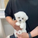 부산강아지분양 하이퍼피 이미지