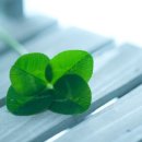 네잎클로버 이미지