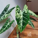 알로카시아 이미지