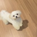 아토,사랑스러워 | 인천 청라 애견미용 강아지 유치원 아토 사랑스러워 미용 후기