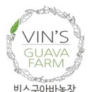 잘 익은 구아바열매