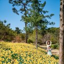 유형문화재 제43호 추사고택 주차장 이미지