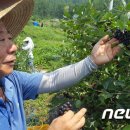 강진슈퍼 이미지