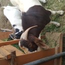 종부농장 이미지