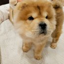 멍스타 김포강아지 분양 이미지