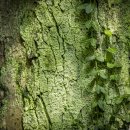 봉남리 삼층석탑 이미지