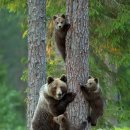 반달곰 가족 이미지