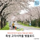 아라요양병원 | 제대 벚꽃길 근처 벚꽃 숨은 명소 죽성 고다시마을 벚꽃거리 걷기 드라이브 코스