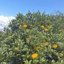 서귀포충전소 | 파크선샤인 제주 [조식, 주차, 서귀포 숙박 후기]