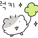 팀하드 피티 이미지