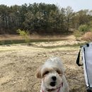 강아지정원 이미지