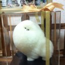 White Pom Pom 이미지