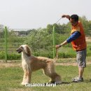 카사노바에리켄넬 이미지