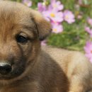 똥강아지 이미지