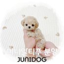 옐로독