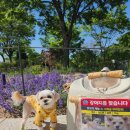펫츠고트래블 | 148 펫츠고로 떠나요!(11), 알망이의 세번째 댕댕크루즈 2026 in 서울♡