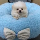 제주헬로우펫 이미지